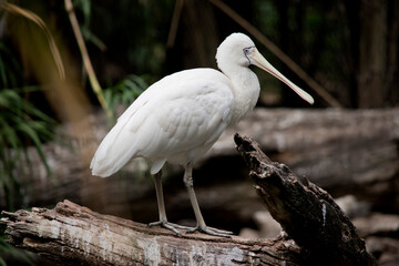 this is a side view of a yellow spoonbill