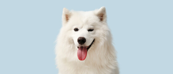 Cute Samoyed dog on light blue background