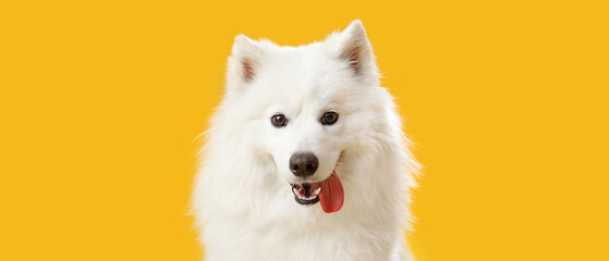 Cute Samoyed dog on yellow background