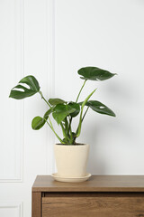 Potted monstera on wooden table near white wall. Beautiful houseplant