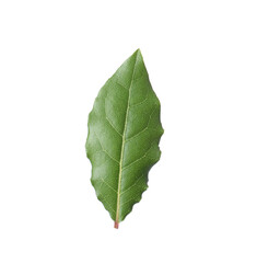 One fresh bay leaf isolated on white