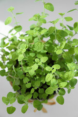 Fresh potted oregano on white background, above view