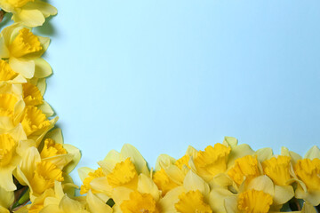 Beautiful yellow daffodils on light blue background, flat lay. Space for text