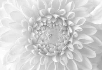 Beautiful white dahlia flower as background, closeup