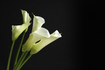 Fototapeta na wymiar Beautiful calla lily flowers on black background, space for text