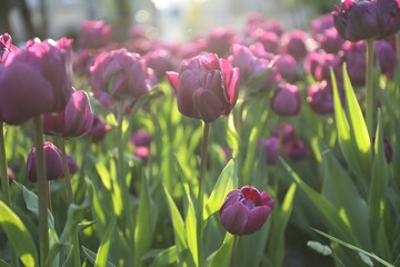 Beautiful purple tulips growing outdoors on sunny day. Spring season