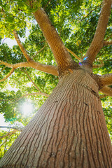 Sun-dappled Yucatecan Ceiba Tree from a Low-angle View