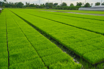 Asian Thai rice fields that young rice are planting in field with blue sky background. Asian Agricultural in Thailand.