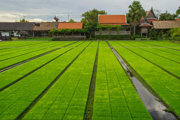 Asian Thai rice fields that young rice are planting in field with blue sky background. Asian Agricultural in Thailand.