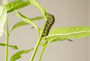 Monarch butterfly caterpillar on a milkweed leaf. Raising endangered monarch butterflies at home as a hobby