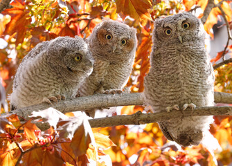 Eastern screech owl babies perched on a tree branch, Quebec, Canada