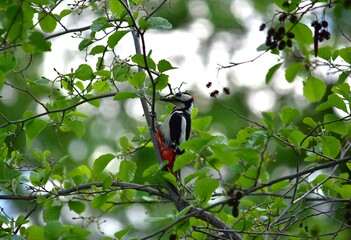 woodpecker sits on the branches of a tree among the green leafy