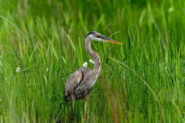 great blue heron