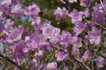 Spring flowers, full bloom of azaleas. Azalea flowers to mark the beginning of spring. Flowers botanical garden
