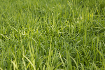 This is a picture of rice sprouts growing.