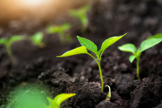 A tender sprout of pepper in the agricultural field reaches for the sun.Crops grow in the black dirt during a period of active growth.