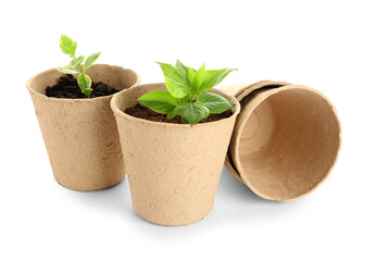Peat pots with green seedlings on white background