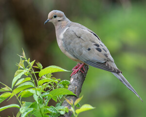 Mourning Dove perched in a tree