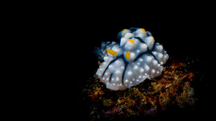 A nudibranch crawling out of the dark 
