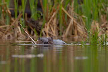 Beaver building his dam