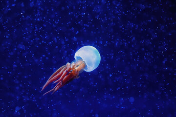 Rhopilema esculentum, the flame jellyfish, is a species of jellyfish native to the warm temperate waters of the Pacific Ocean.  isolated on blue background - 601565257