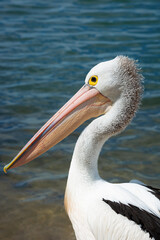 Fototapeta na wymiar Pelican head