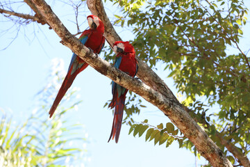 red macaw