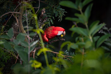 red macaw