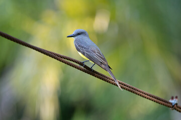 lilac roller
