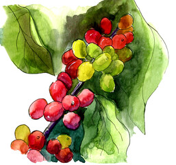 Juicy Delicious Coffee Cherry on a Branch Watercolor Hand Drawing illustration 