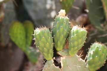 Green prickly cactus fruit
