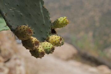 prickly cactus fruits