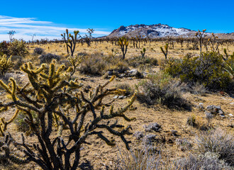 Cholla Cactus With Teutonia Peak, Mojave National Preserve, California, USA