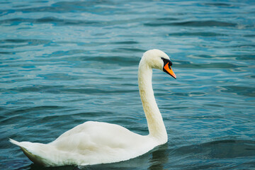 Serene White Swan on a Tranquil Blue Lake