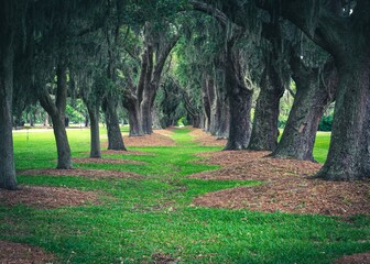 trees in the park