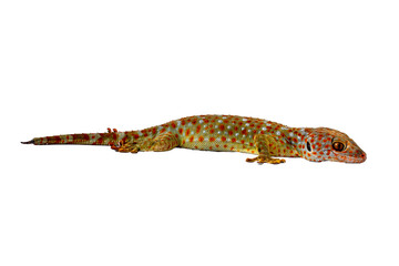 A gecko seen from the side