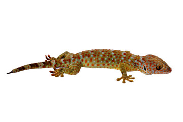 Naklejka premium A gecko seen from the side