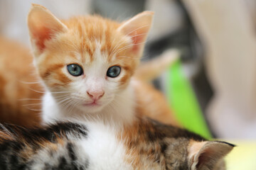 close up portrait of beautiful kitten