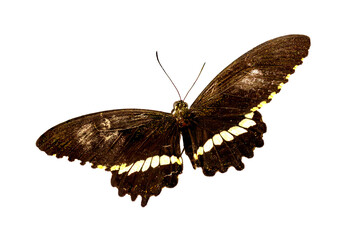 Brown butterfly seen from above
