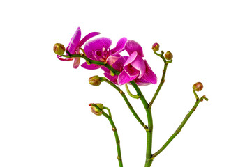 Naklejka na ściany i meble Orchids with dendrobium types have dark purple flowers