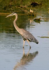 Great blue heron on the hunt