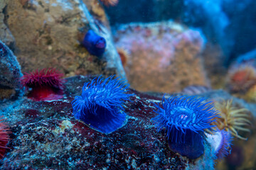 カラフルなアネモネ　イソギンチャク