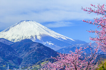 富士山と桜　日本春風景