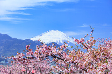 富士山と桜　日本春風景