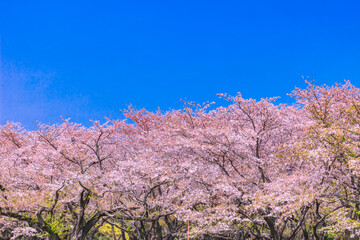 桜並木と青空　東京春風景
