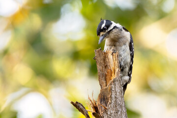 Downy woodpecker (Picoides pubescens) on a broken tree branch on City Island, Sarasota, Florida