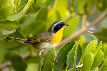 Fototapeta premium A common yellowthroat (Geothlypis trichas), a cute warbler / songbird, in a mangrove tree in Sarasota, Florida