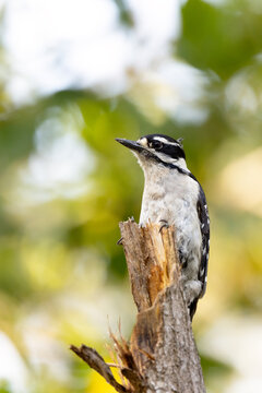 Downy woodpecker (Picoides pubescens) on a broken tree branch on City Island, Sarasota, Florida