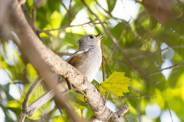 A young tufted titmouse (Baeolophus bicolor) in a tree in Sarasota, Florida