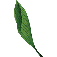 Obraz premium Tropical leaves Clip art Element Transparent Background